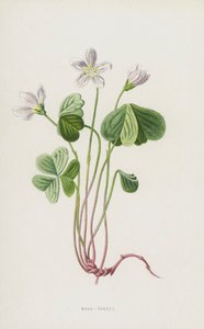 Acetosella