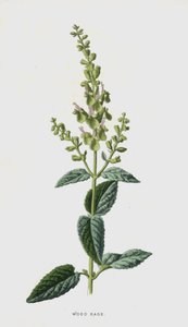 Salvia dei boschi da Frederick Edward Hulme