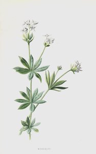 Stellina odorosa