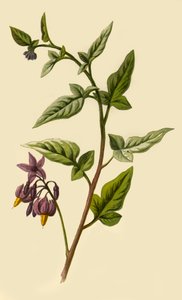 Woody - Belladonna, 1877