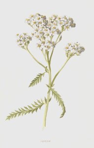 Achillea da Frederick Edward Hulme
