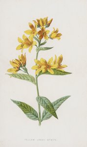Lysimachia punctata