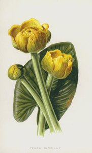 Ninfea gialla