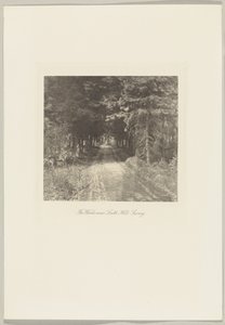 Bosco di abeti vicino a Leith Hill, Surrey da Frederick H. Evans