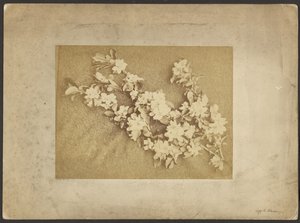 Fiori di melo da Frederick H. Hollyer