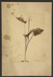 [Calla Lily] da Frederick H. Hollyer