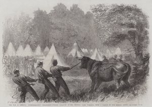 La guerra in America, Dipartimento del Quartiermastro, uccisione di buoi nel campo federale, Virginia