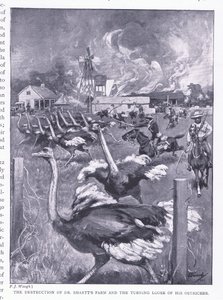 La distruzione della fattoria del Dr. Smart e la liberazione degli struzzi, da Dopo Pretoria: La guerra di guerriglia pubblicata da Harmsworth Bros Limited, 1901