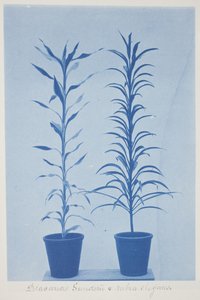 Draconas Sunderii et rubia elogans, fine XIX - inizio XX secolo