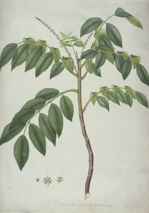 Brucea Antidysenterica, 1777 da Frederick Polydor Nodder