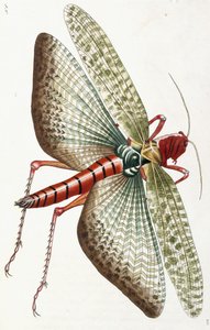 Locusta egiziana, 1790 da Frederick Polydor Nodder
