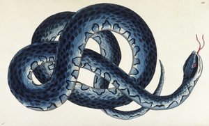 Serpente d