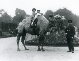 Un cammello battriano con il custode Harry Warwick al London Zoo, giugno 1924