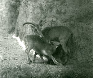 Una pecora berbera che allatta il suo agnello sulle terrazze Mappin, Zoo di Londra, agosto 1927 da Frederick William Bond