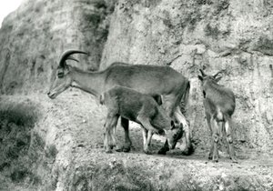 Una pecora berbera/Aoudad/Waddan/Arui/Arruis con i suoi due piccoli sulle Terrazze Mappin, Zoo di Londra, agosto 1927 da Frederick William Bond