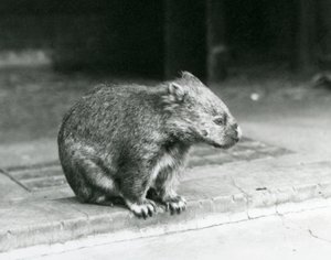 Un vombato dal naso nudo/comune/a pelo ruvido seduto a terra allo zoo di Londra nel 1929 (foto in b/n) da Frederick William Bond