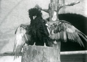 Aquila Bateleur su un ceppo d
