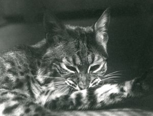 Una lince rossa che si pulisce da Frederick William Bond