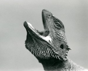 Un drago barbuto che guarda in alto e sbadiglia, Zoo di Londra, agosto 1928 da Frederick William Bond