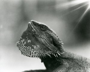 Una lucertola barbuta che guarda in alto allo Zoo di Londra nel 1930