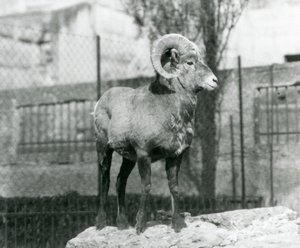 Un Ariete di pecora bighorn in piedi su una roccia che guarda oltre il suo recinto ai piedi delle Terrazze Mappin, Zoo di Londra. 1931 (foto b/n) da Frederick William Bond