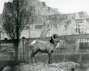 Un ariete di pecora bighorn in piedi su una roccia che guarda oltre il suo recinto ai piedi delle terrazze Mappin, Zoo di Londra. 1931 da Frederick William Bond
