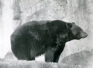 Un orso nero in piedi nel suo recinto, sulle Terrazze Mappin, allo Zoo di Londra nel 1924 da Frederick William Bond