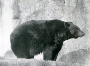Un Orso Nero in piedi nel suo recinto, sulle Terrazze Mappin, allo Zoo di Londra nel 1924 da Frederick William Bond