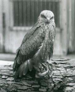 Un nibbio bruno che riposa su un tronco, Zoo di Londra, agosto 1926 da Frederick William Bond