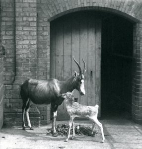 Un vitello di Blesbok con sua madre allo Zoo di Londra, giugno 1914 da Frederick William Bond