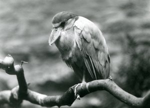 Un airone beccobarca su un ramo al London Zoo, giugno 1924 da Frederick William Bond