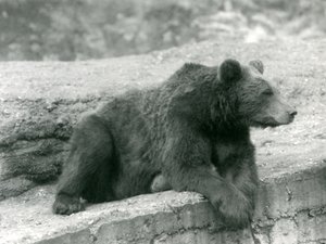 Un orso bruno che riposa su una sporgenza allo Zoo di Londra nel 1924 da Frederick William Bond
