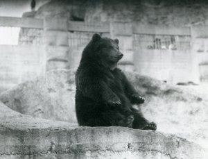 Un orso bruno seduto nel suo recinto ai piedi delle Mappin Terraces allo zoo di Londra, settembre 1921 da Frederick William Bond