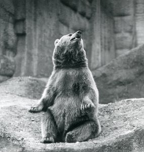 Un Orso Bruno seduto su una sporgenza rocciosa allo Zoo di Londra nel settembre 1927 da Frederick William Bond