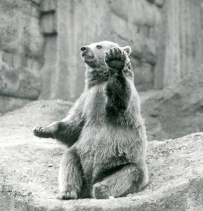 Un orso bruno seduto su una sporgenza rocciosa, che saluta con una delle zampe anteriori, Zoo di Londra, settembre 1927 da Frederick William Bond