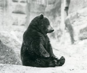 Un orso bruno seduto sulle rocce delle Mappin Terraces, zoo di Londra, giugno 1928 da Frederick William Bond