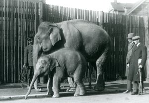 Un elefante birmano e il suo cucciolo portati a passeggio dal loro custode, mentre due altri uomini osservano da Frederick William Bond
