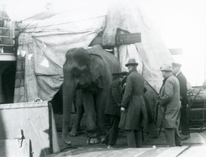 Un elefante birmano parzialmente riparato sotto un telone sul ponte, con un addestratore e altri quattro uomini, in viaggio verso lo Zoo di Londra nel 1927 (foto in b/n) da Frederick William Bond