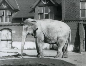 Un elefante birmano fuori dalla Casa degli Elefanti, Zoo di Londra da Frederick William Bond