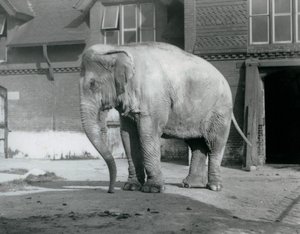 Un elefante birmano davanti alla Casa degli Elefanti allo Zoo di Londra nel 1929 da Frederick William Bond