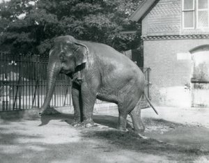 Un Elefante birmano che esce da una piscina nel suo recinto, Zoo di Londra da Frederick William Bond