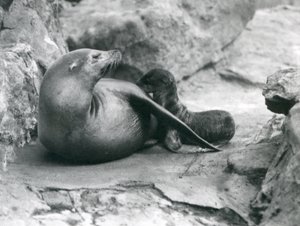 Un leone marino della California che allatta il suo cucciolo di un