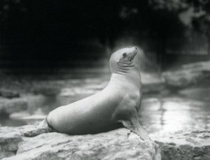 Un leone marino della California seduto su una roccia accanto alla sua piscina, Zoo di Londra, settembre 1925 da Frederick William Bond