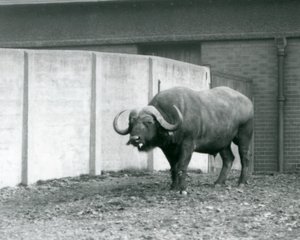 Un bufalo del Capo/Africano in piedi sulla terra nuda, accanto al muro di cemento del suo recinto allo Zoo di Londra nel 1928 da Frederick William Bond