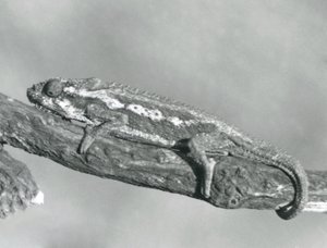 Un camaleonte nano del Capo che si aggrappa a un ramo, Zoo di Londra, 1927