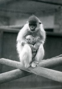 Un Langur con Cappuccio che tiene un Cucciolo mentre è seduto su una Trave. Zoo di Londra, 6 ottobre 1913 da Frederick William Bond