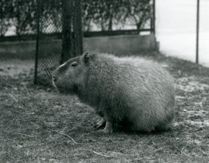 Un capibara seduto nel suo recinto allo Zoo di Londra, giugno 1927