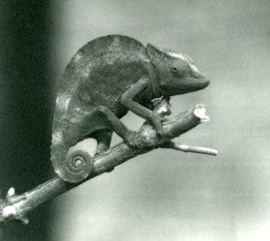 Un camaleonte che si aggrappa alla fine di un ramo, Zoo di Londra, 1927
