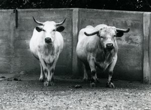 Un toro e una mucca Chartley allo Zoo di Londra, luglio 1924 da Frederick William Bond