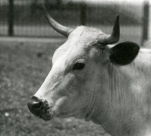 Una mucca Chartley allo Zoo di Londra, luglio 1924 da Frederick William Bond